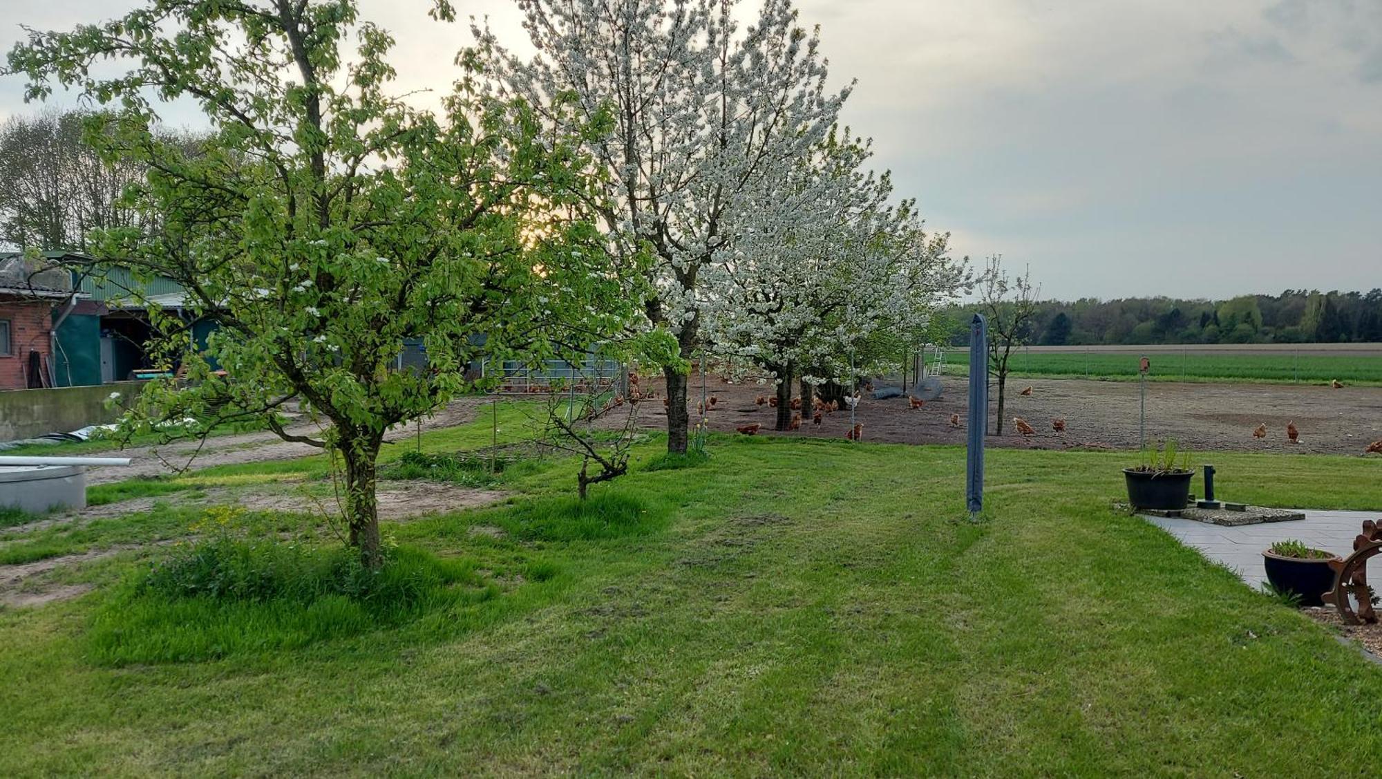 Huehnerhof-Roehrs Daire Schneverdingen Dış mekan fotoğraf